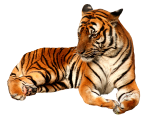 Tiger PNG-23240